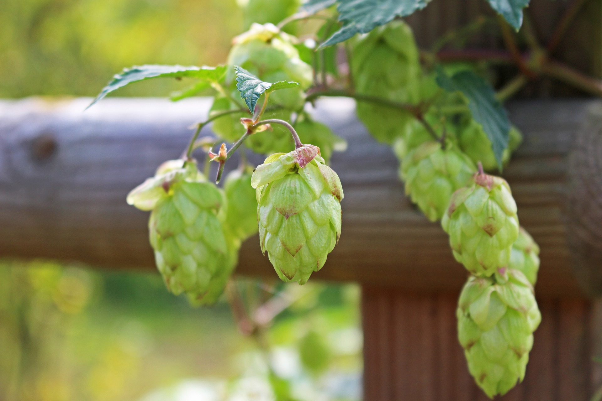 hop-3672302_1920